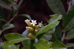 Image of Diclidanthera laurifolia var. elliptica (Miers) Marques