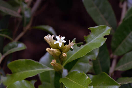 Image of Diclidanthera laurifolia Mart.