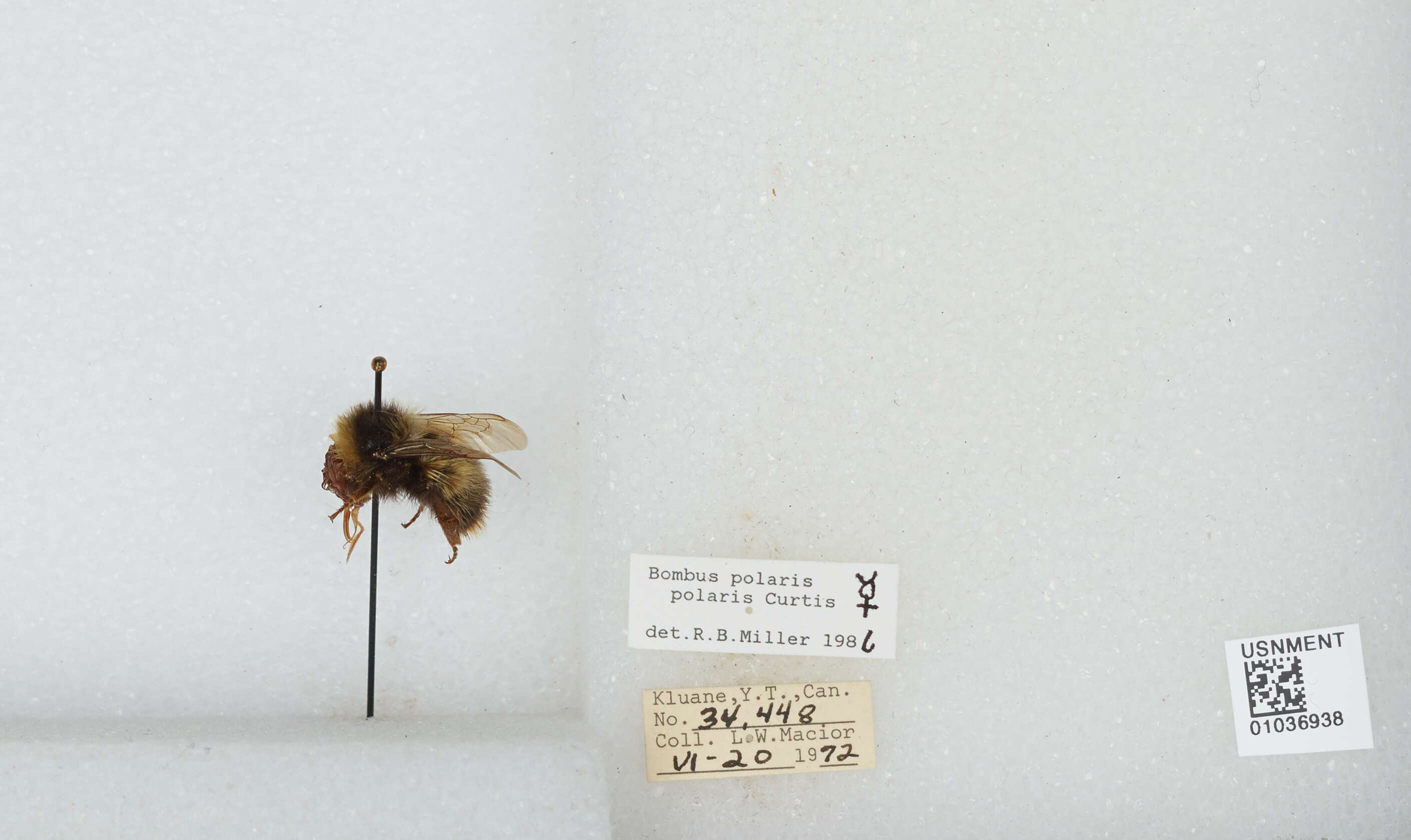 Image of Polar Bumble Bee