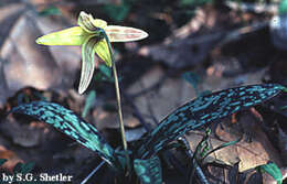 Image of dogtooth violet