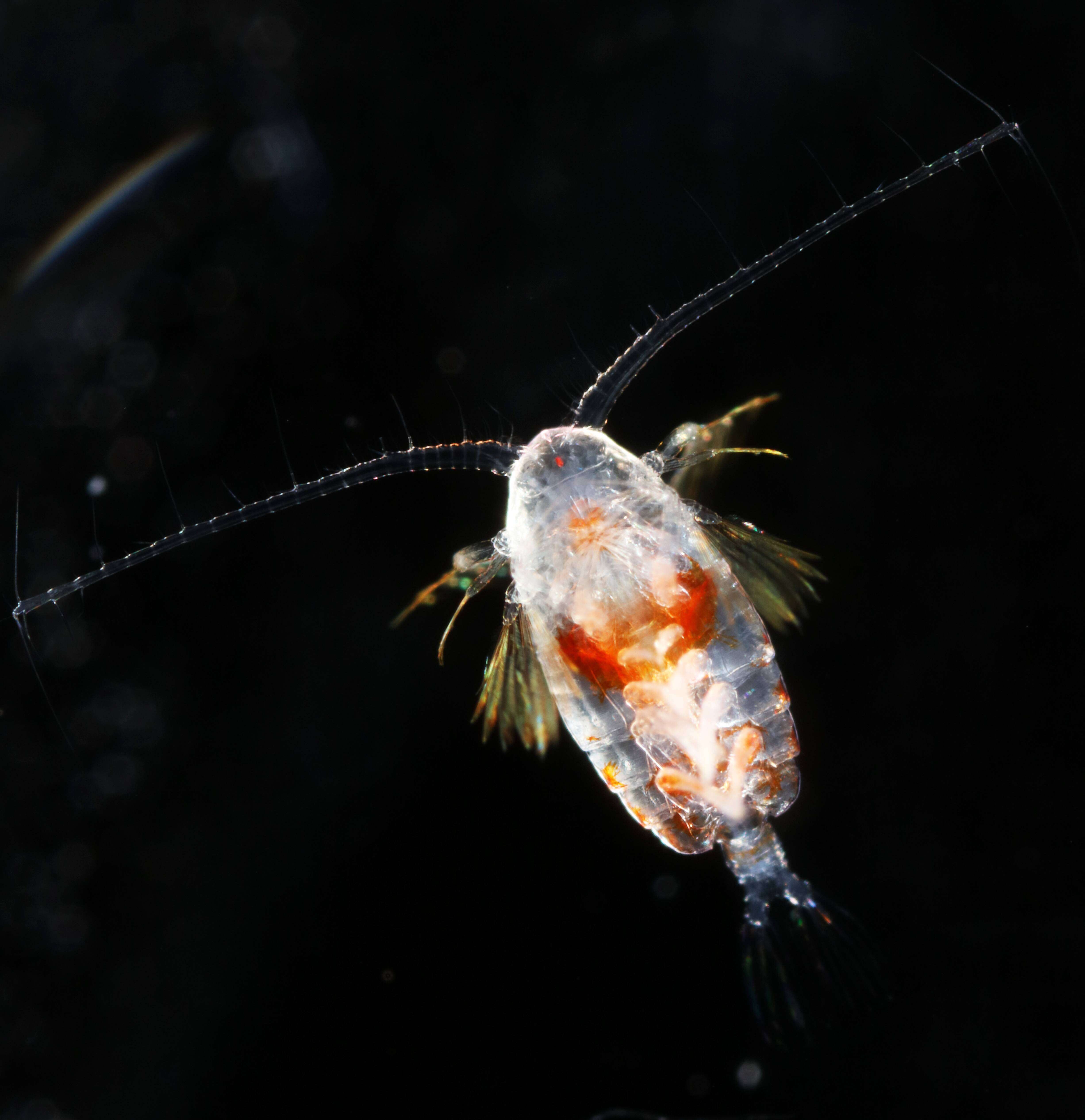 Image of Euchirella rostrata (Claus 1866)