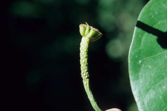 Image of Psiguria triphylla (Miq.) C. Jeffrey