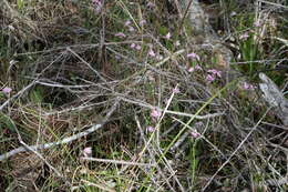 Image of snakemouth orchid