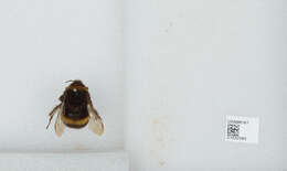 Image of Buff-tailed bumblebee