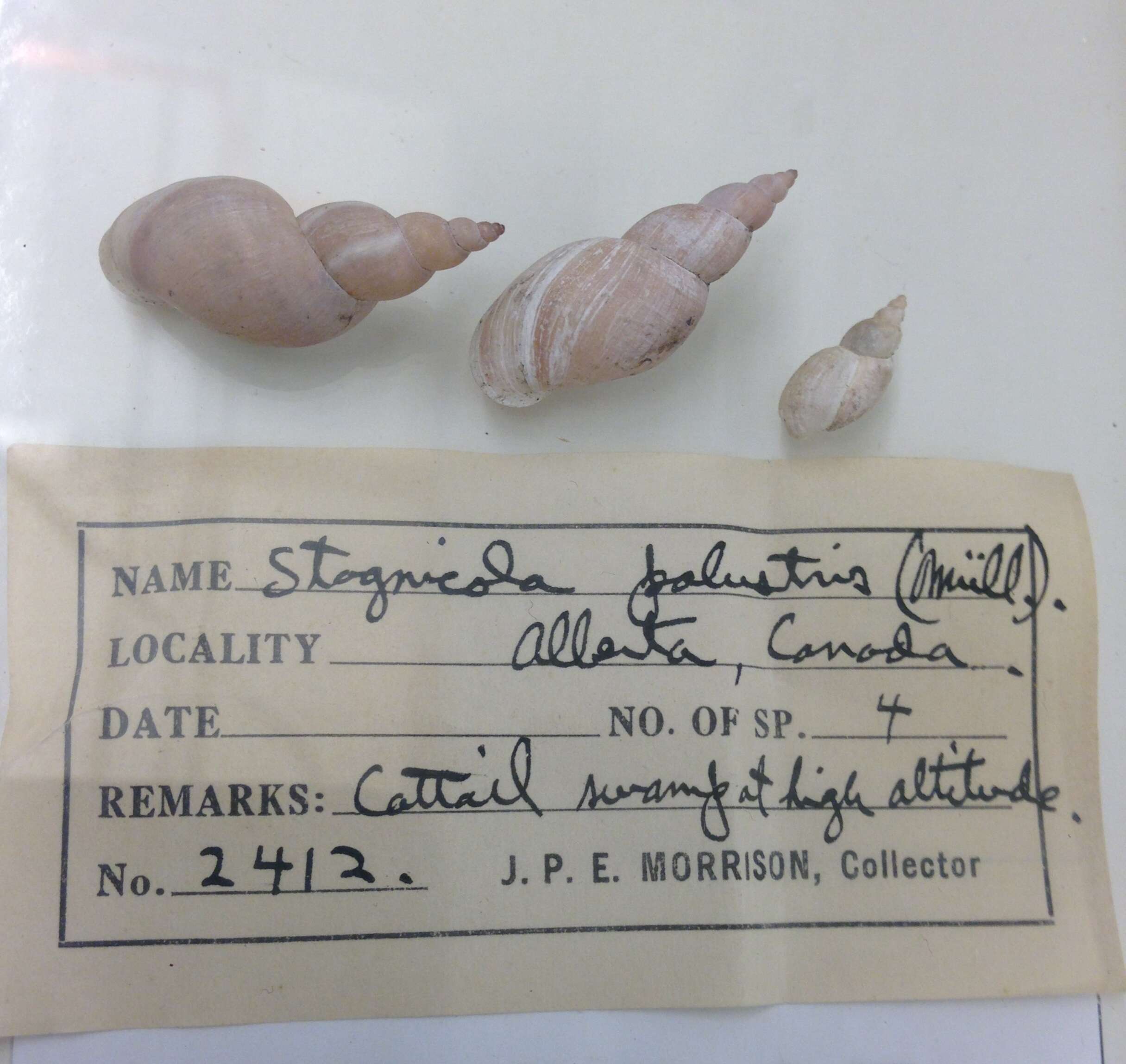 Image of Stagnicola elodes (Say 1821)