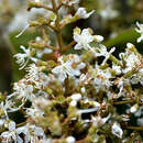 Miconia pyramidalis (Desr.) DC.的圖片