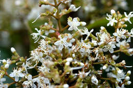 Image of Miconia pyramidalis (Desr.) DC.