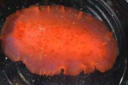 Image of Nudibranchia