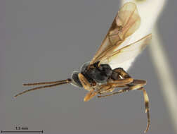 Image of Microplitis manilae Ashmead 1904
