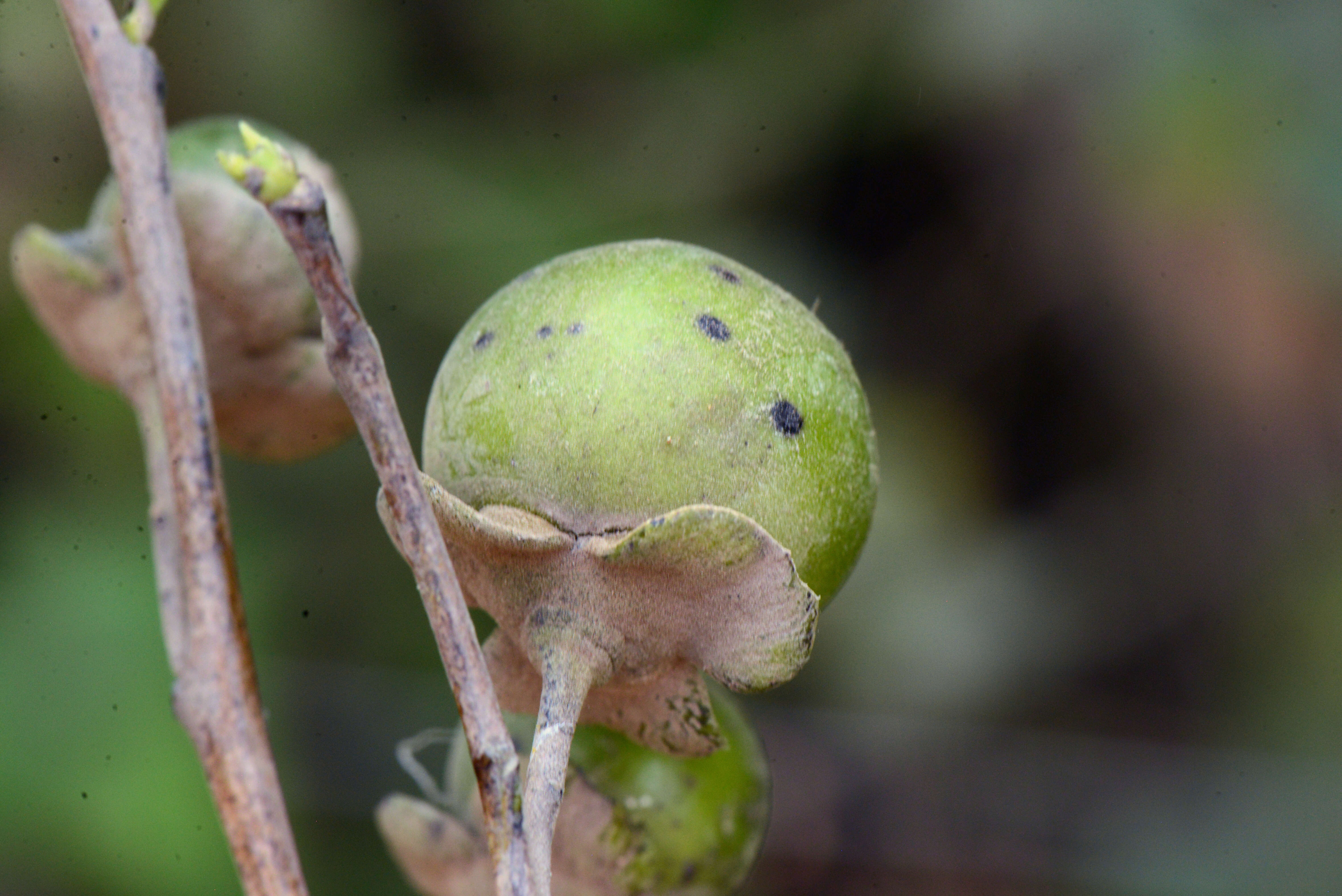 Image of Diospyros dalyom B. Walln.