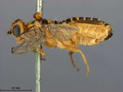 Image of Nematus similaris Norton