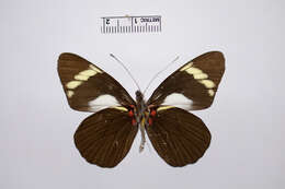 Image of Pereute telthusa (Hewitson 1860)