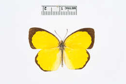 Image of Eurema desjardinsii (Boisduval 1833)