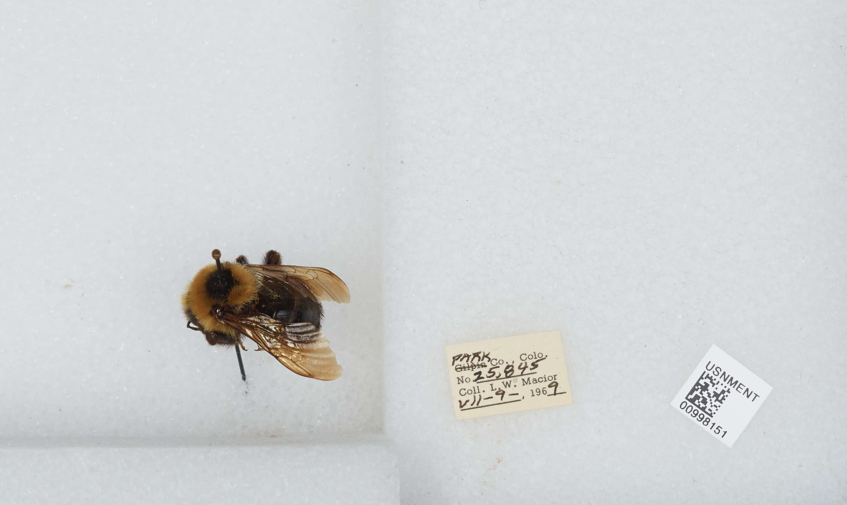 Image de Bombus insularis (Smith 1861)