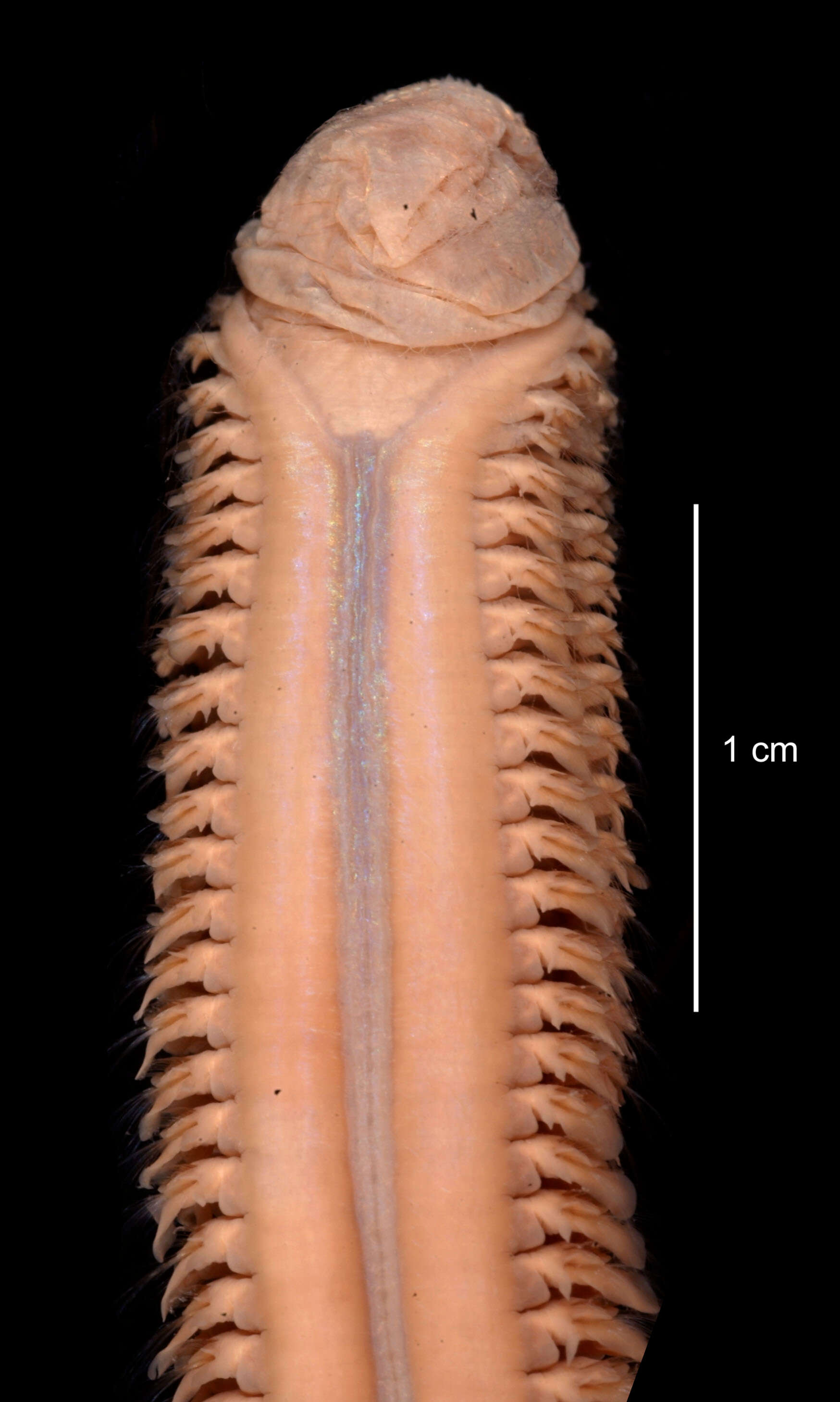 Aglaophamus ornatus Hartman 1967 resmi