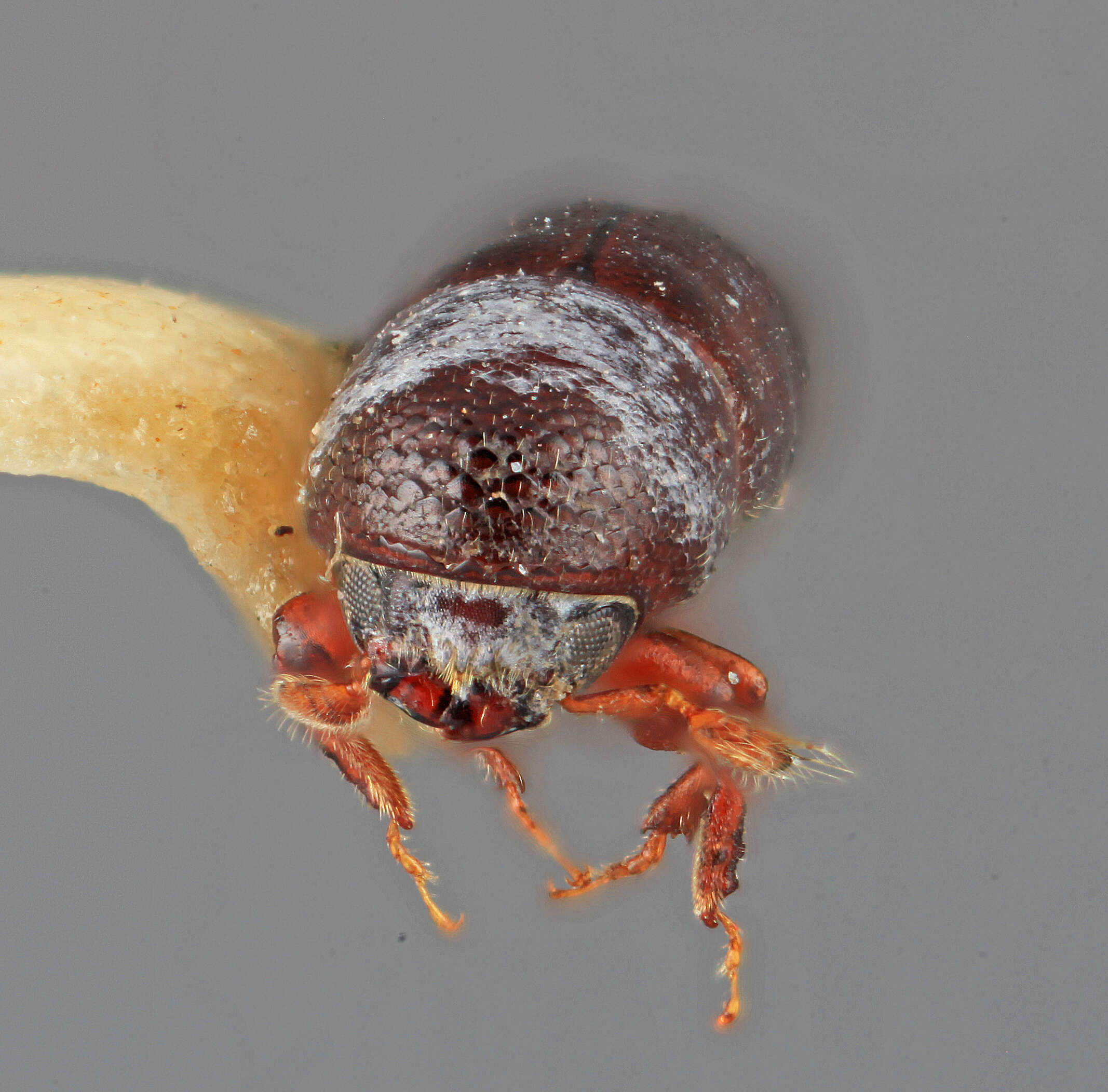 Image of Tricolus peltatus Wood 1974