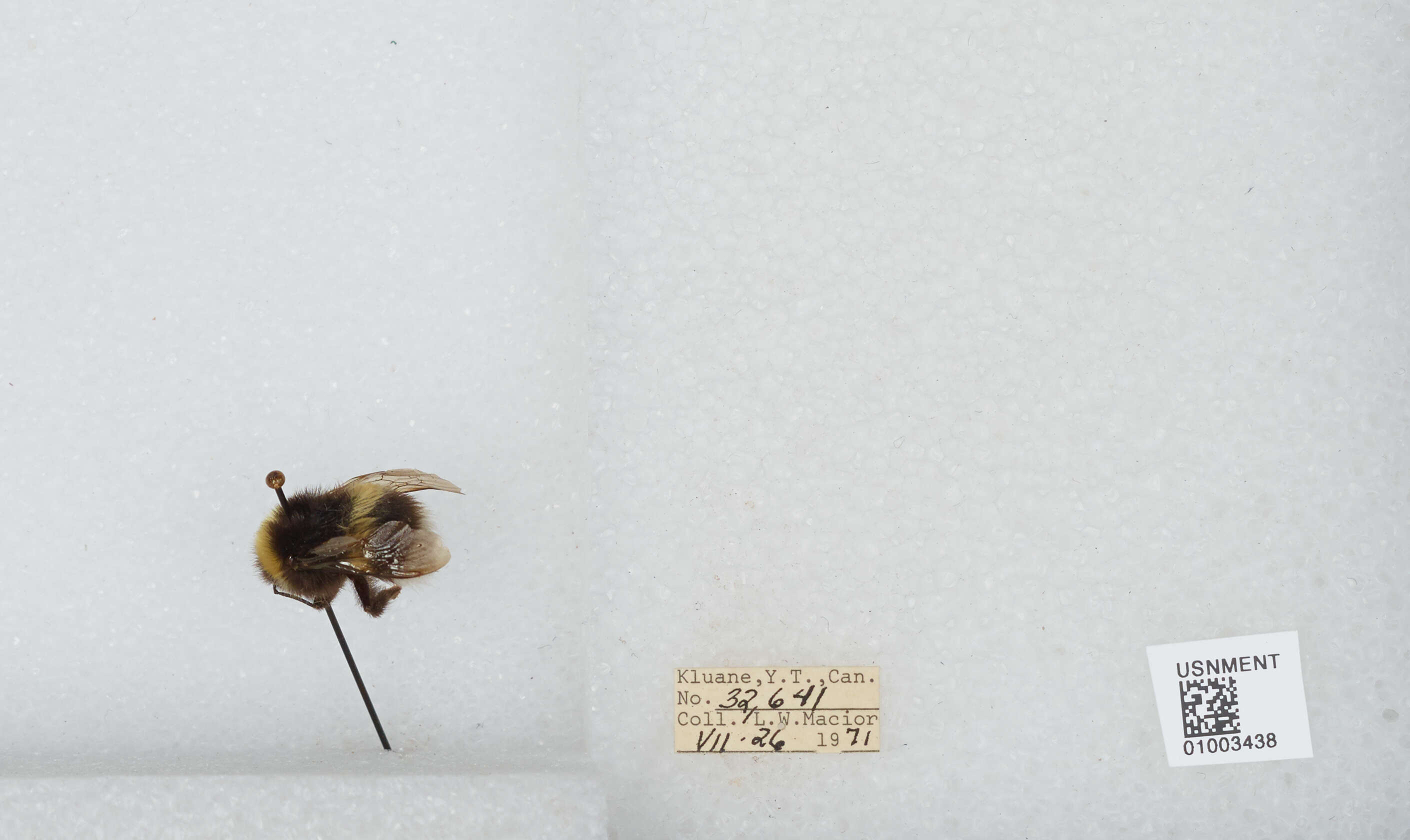 Image of White-tailed bumblebee