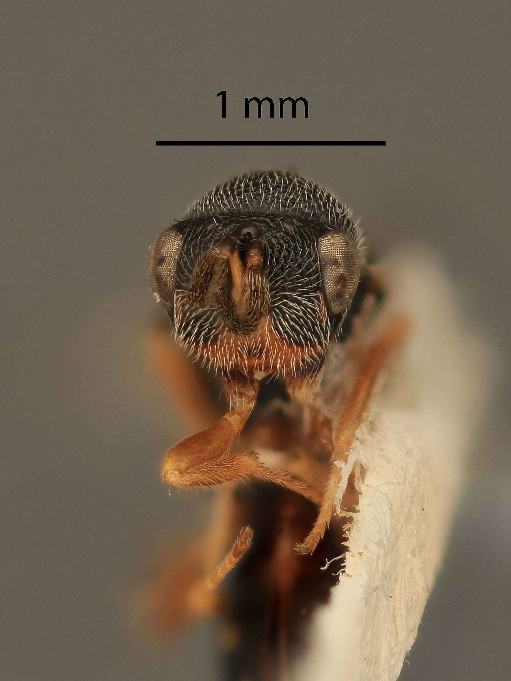 Imagem de Eurytoma flavifacies Bugbee 1969