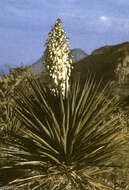 Image of Schott's yucca