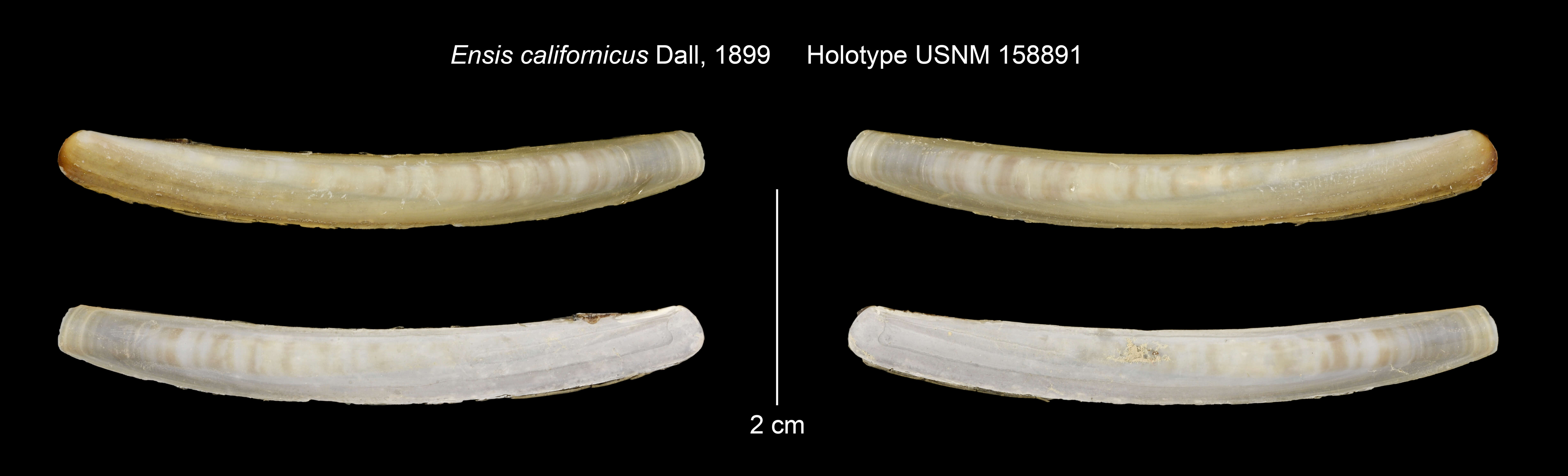 Sivun Ensis californicus Dall 1899 kuva