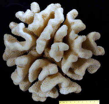 Image of Robust cactus coral