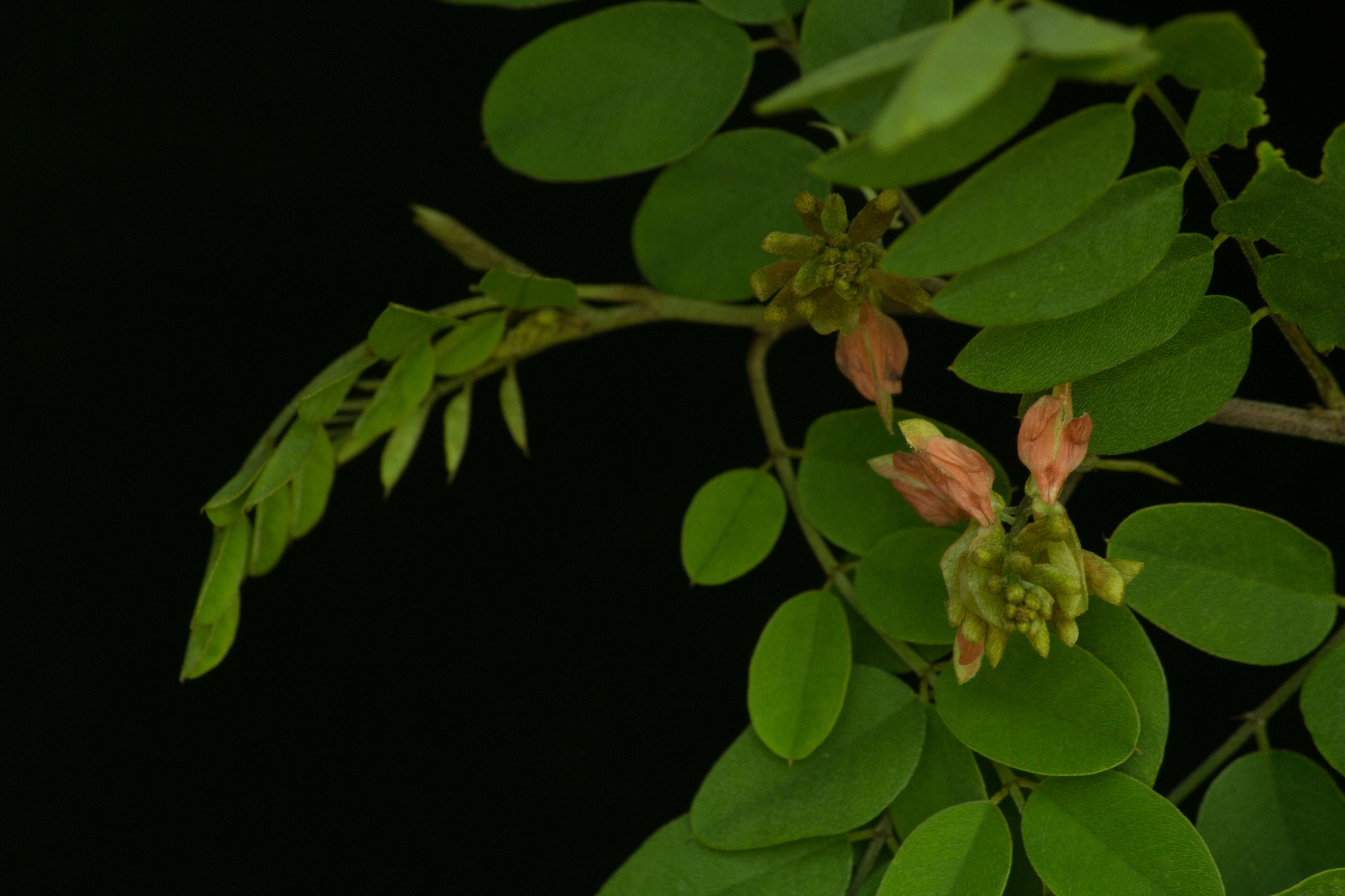 Indigofera lancifolia Rydb.的圖片