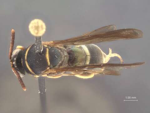 Image of Leucospis pinna Grissell & Cameron 2002