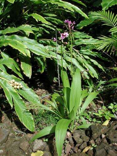 Sivun Spathoglottis plicata Blume kuva