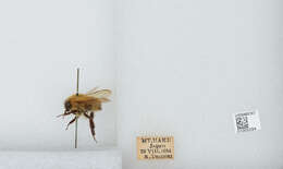 Imagem de Bombus diversus Smith 1869