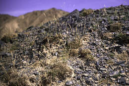 Image of Stipa saposhnikowii (Roshev.) Kitag.