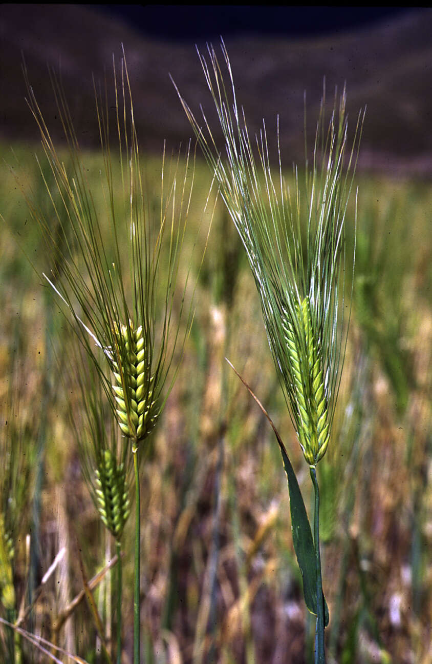 Image of Hordeum L.