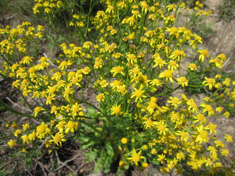 Image of Small's ragwort