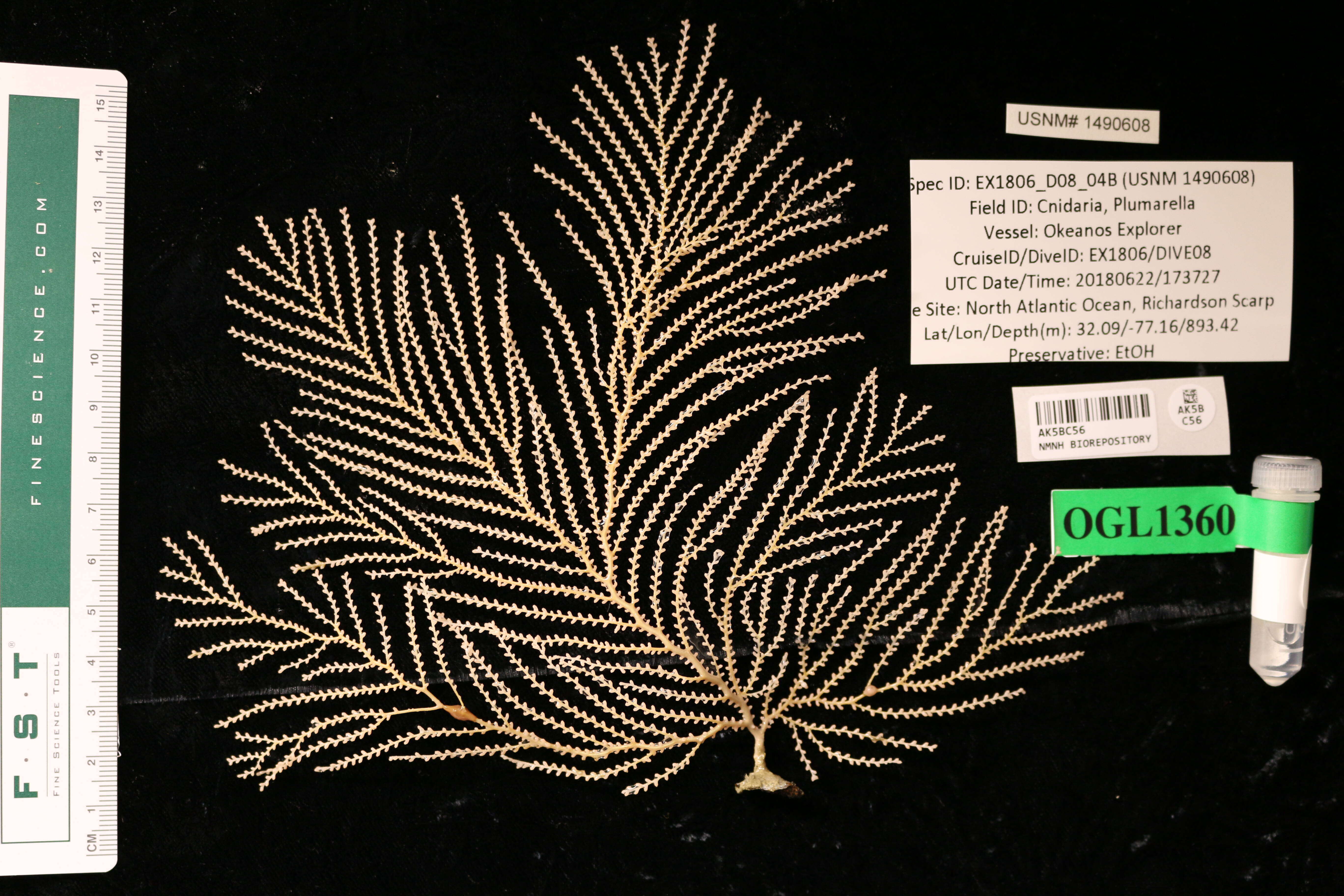 Image of Plumarella pourtalesii (Verrill 1883)