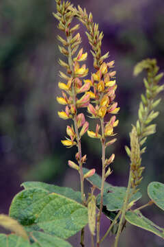 Image of Rhynchosia longeracemosa M. Martens & Galeotti