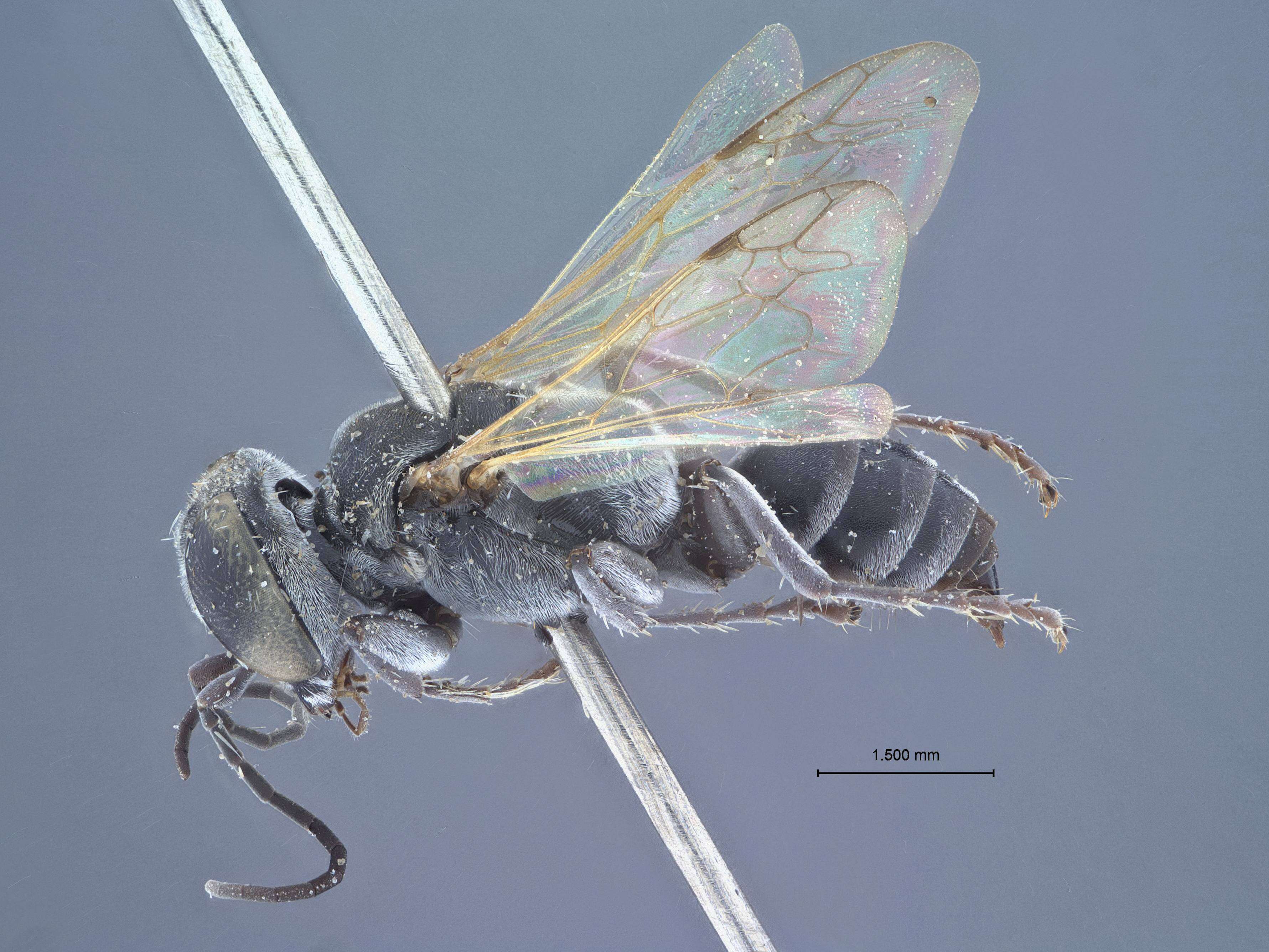 Image of Tachysphex sri Pulawski ex Krombein & Pulawski 1994