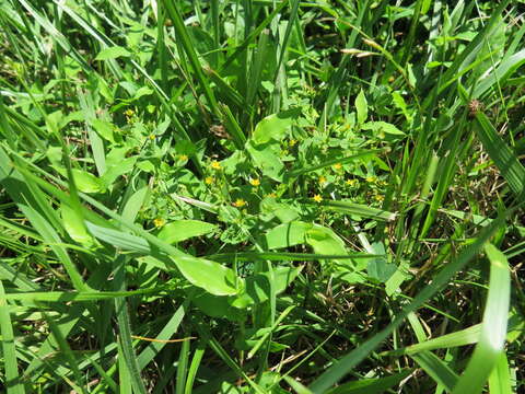 Image of dwarf St. Johnswort