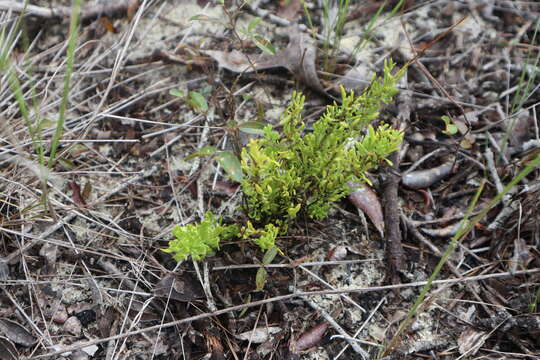 Image of Lewton's milkwort