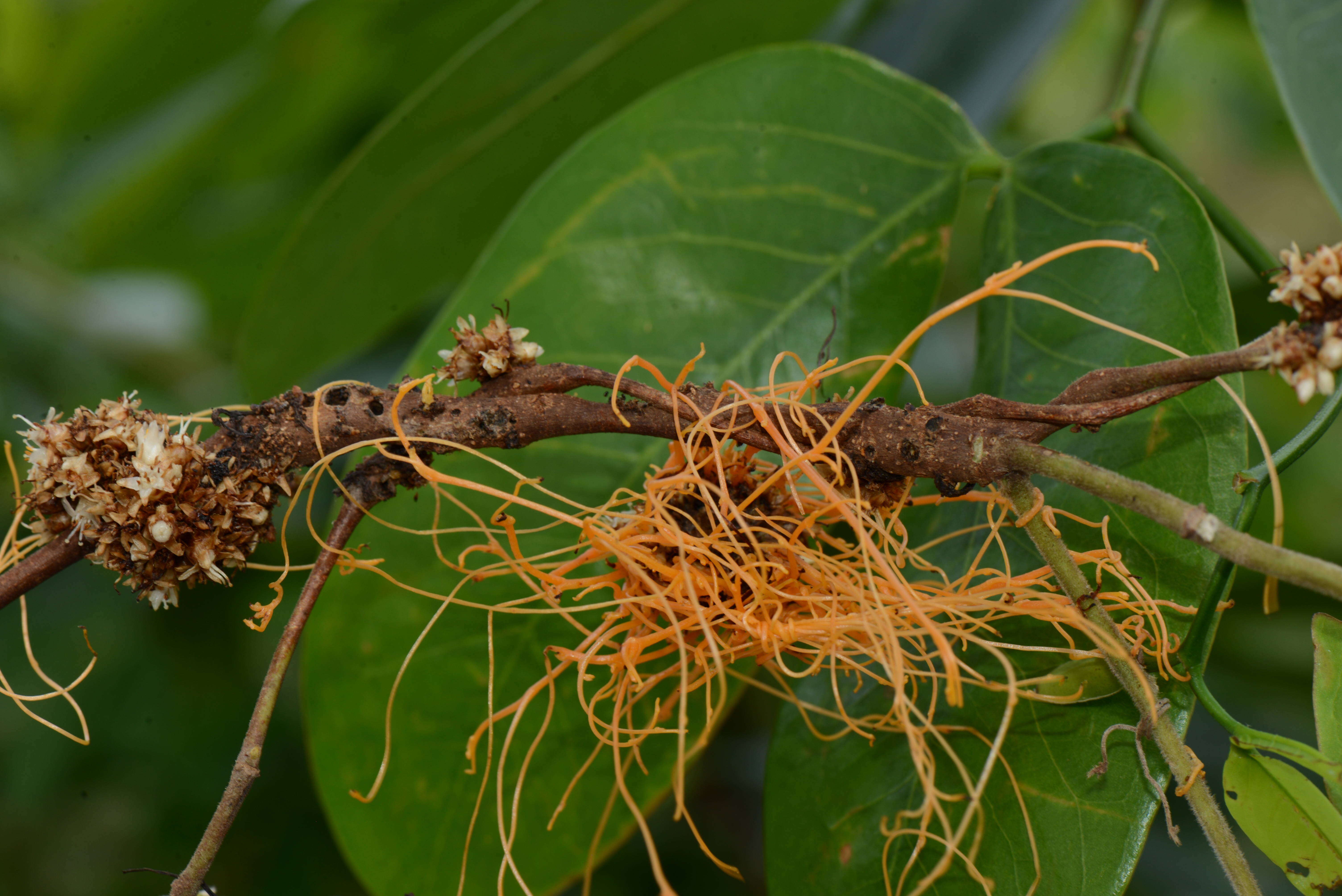 Image of Cuscuta L.