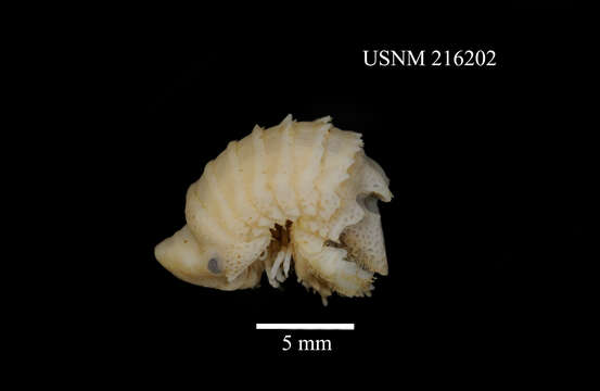 Image of Cymodoce amplifrons (Stebbing 1902)