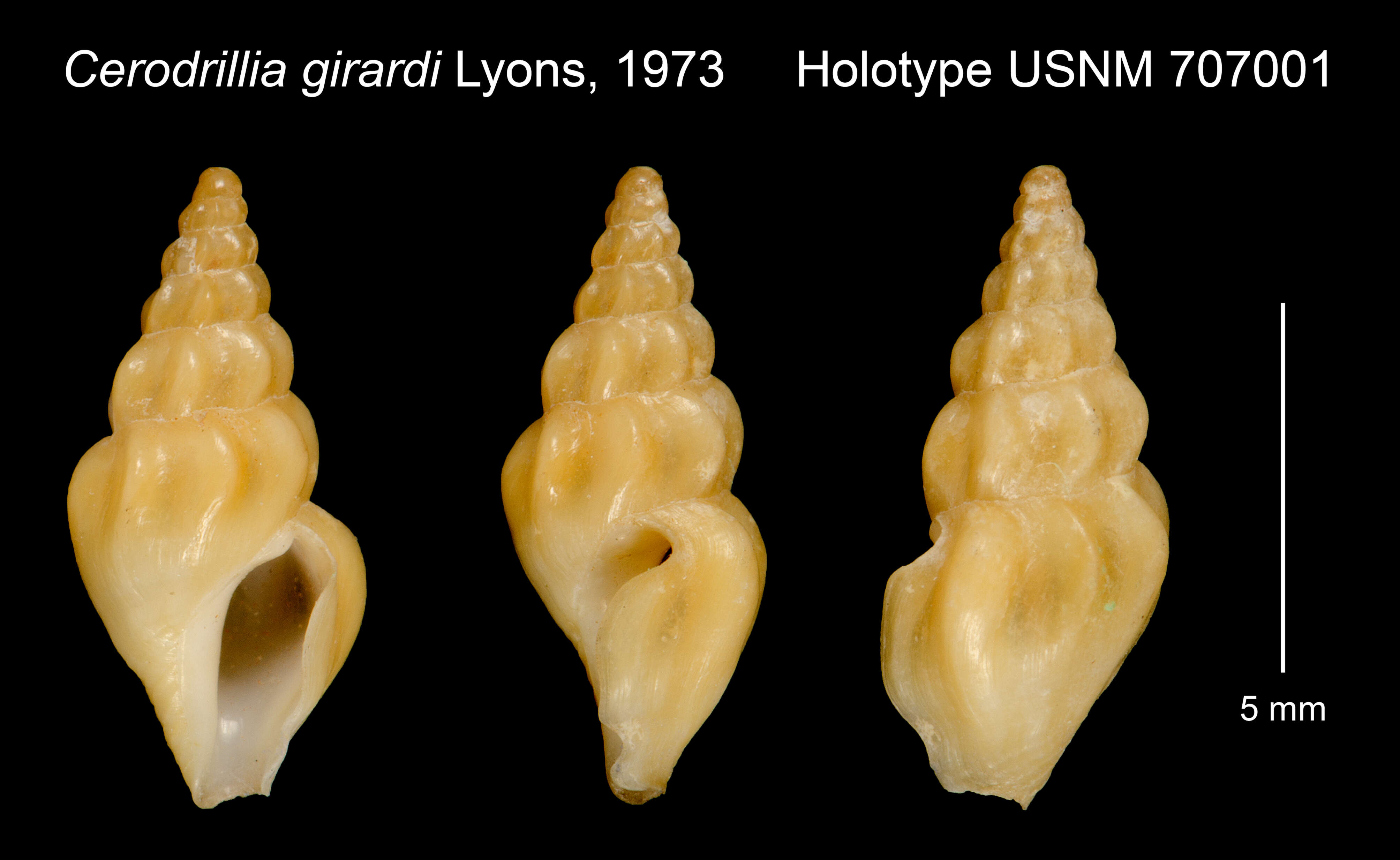 Image of Cerodrillia girardi Lyons 1972