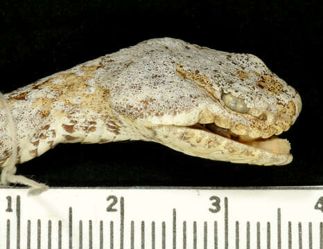 Crotalus lepidus (Kennicott 1861) resmi