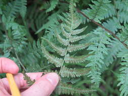 Athyrium asplenioides (Michx.) Desv. resmi