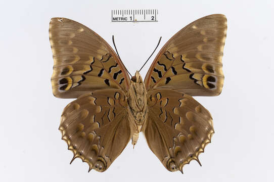 Imagem de Charaxes tiridates Cramer 1777