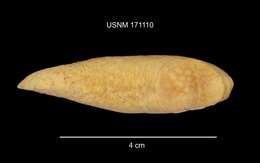 Image of Limax flavus Linnaeus 1758