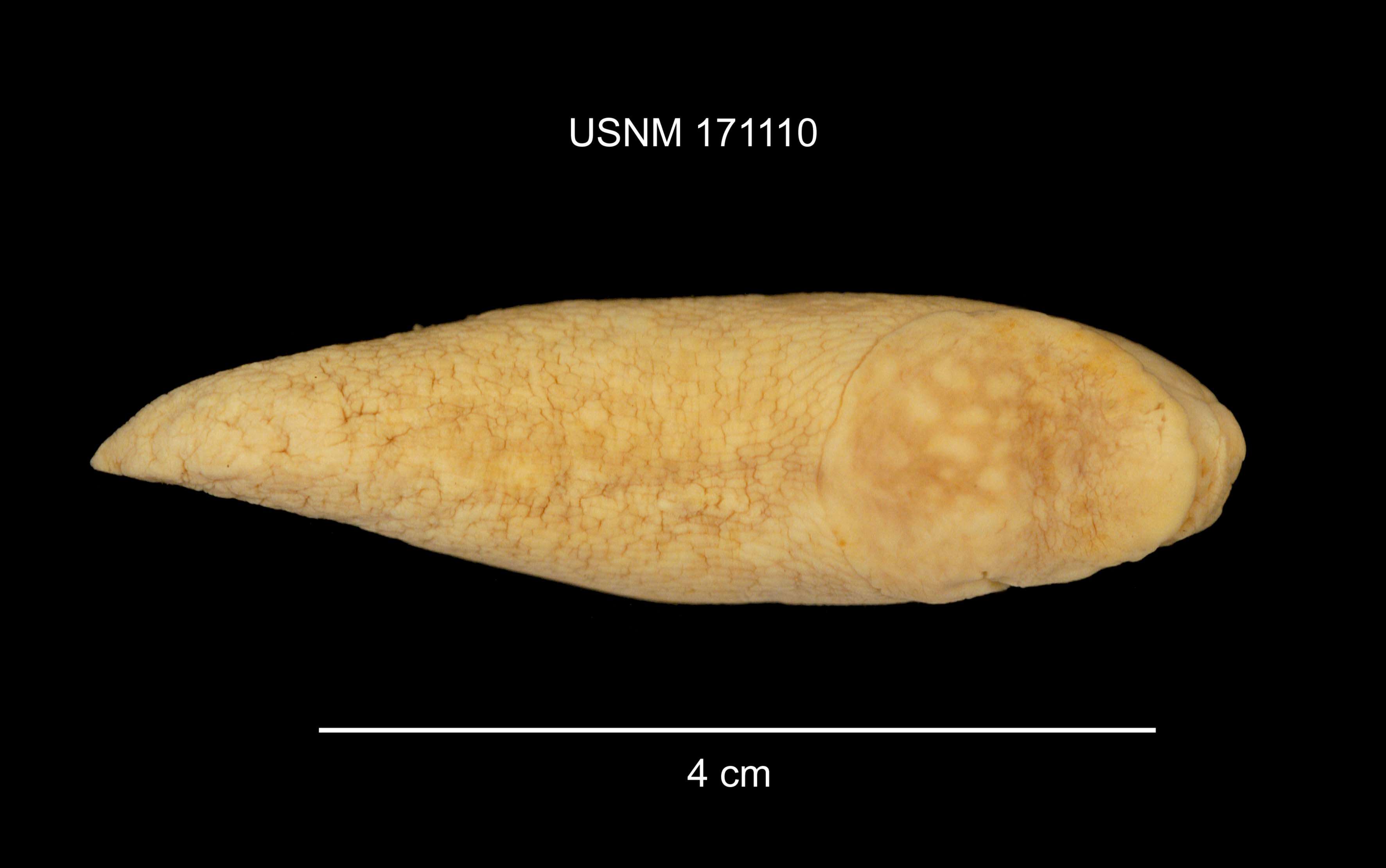 Image of Limax flavus Linnaeus 1758