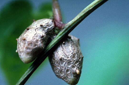 Image of bulbous yam