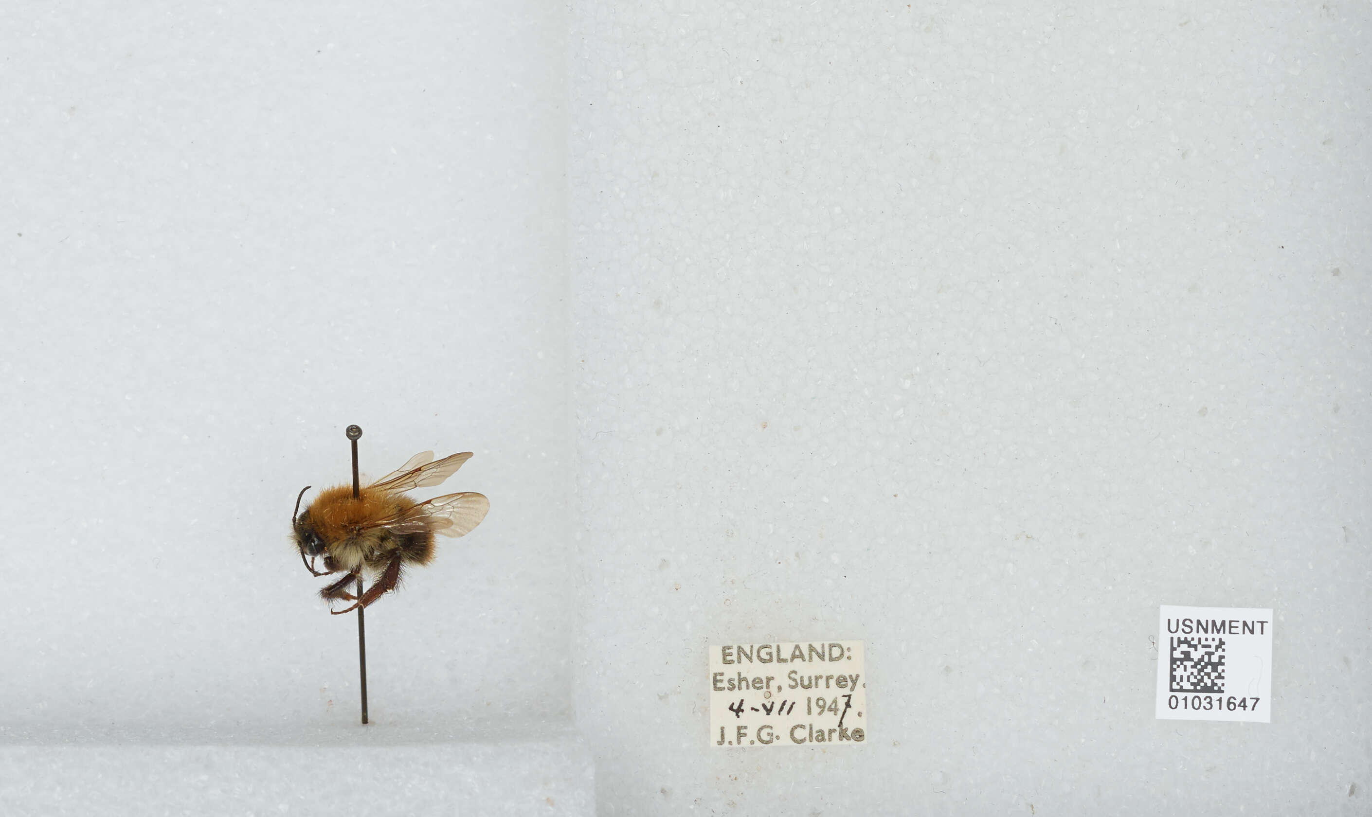 Image of Common carder bumblebee