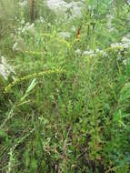Image de Solidago rugosa var. celtidifolia (Small) Fern.
