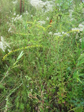 Solidago rugosa var. celtidifolia (Small) Fern. resmi