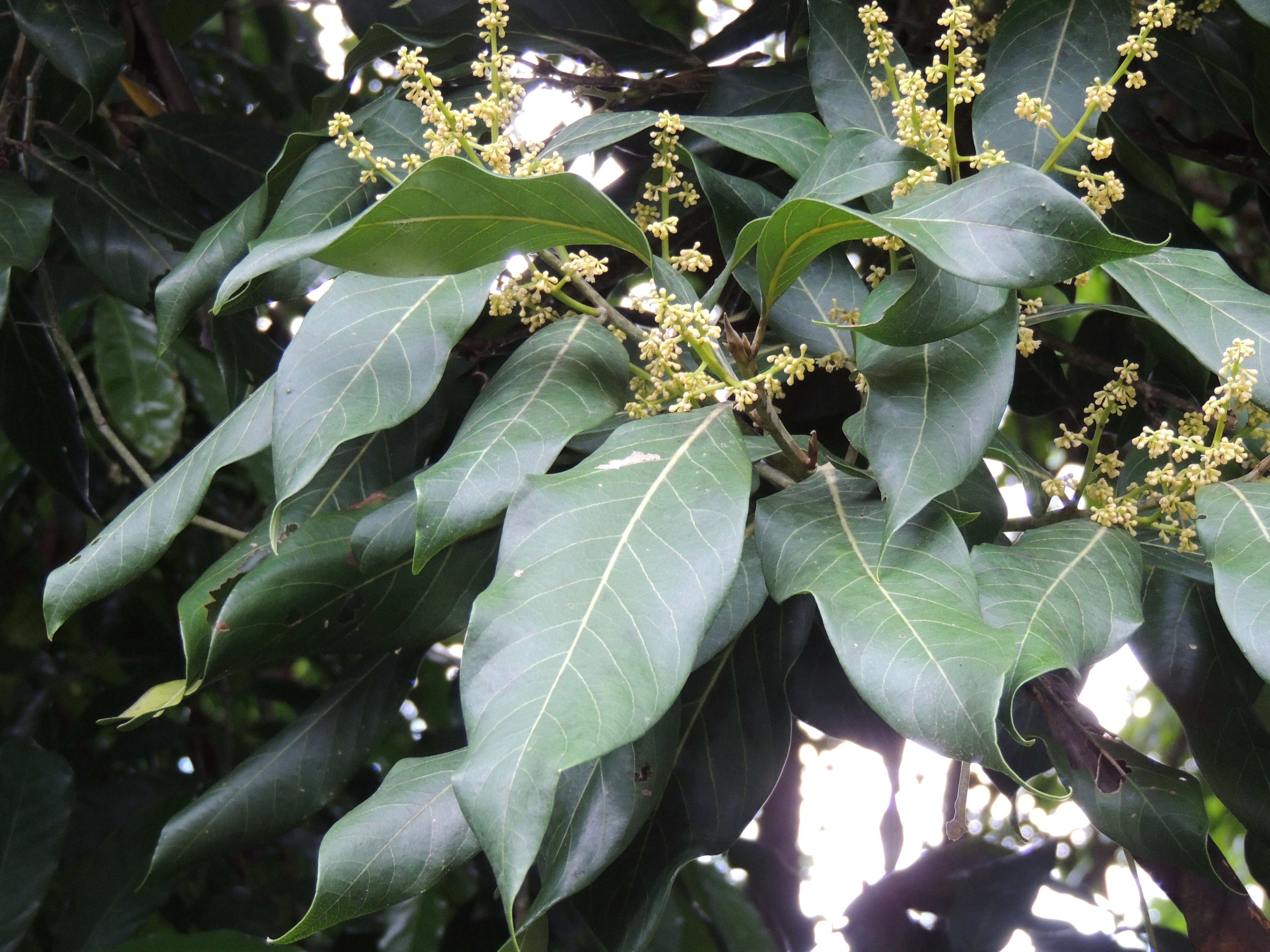 Sivun Ocotea floribunda (Sw.) Mez kuva